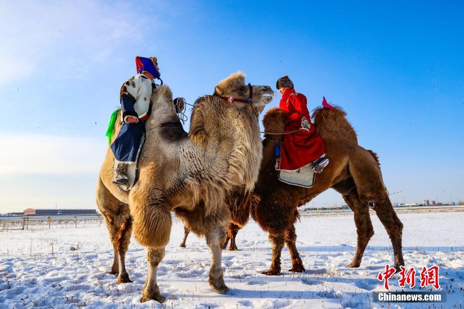 内蒙古鄂温克草原举行骆驼选美