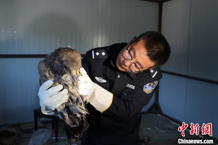 内蒙古二连森警成功救助一只国家一级保护动物金雕