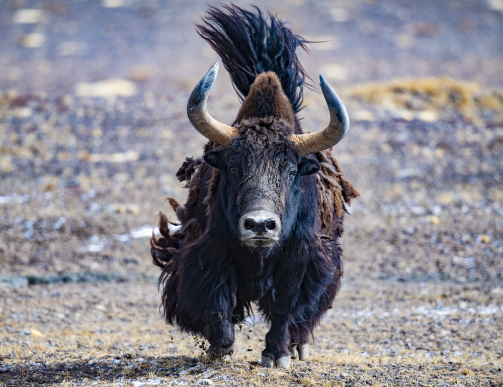 这是9月25日在羌塘国家级自然保护区拍摄的奔跑中的野牦牛ejpg